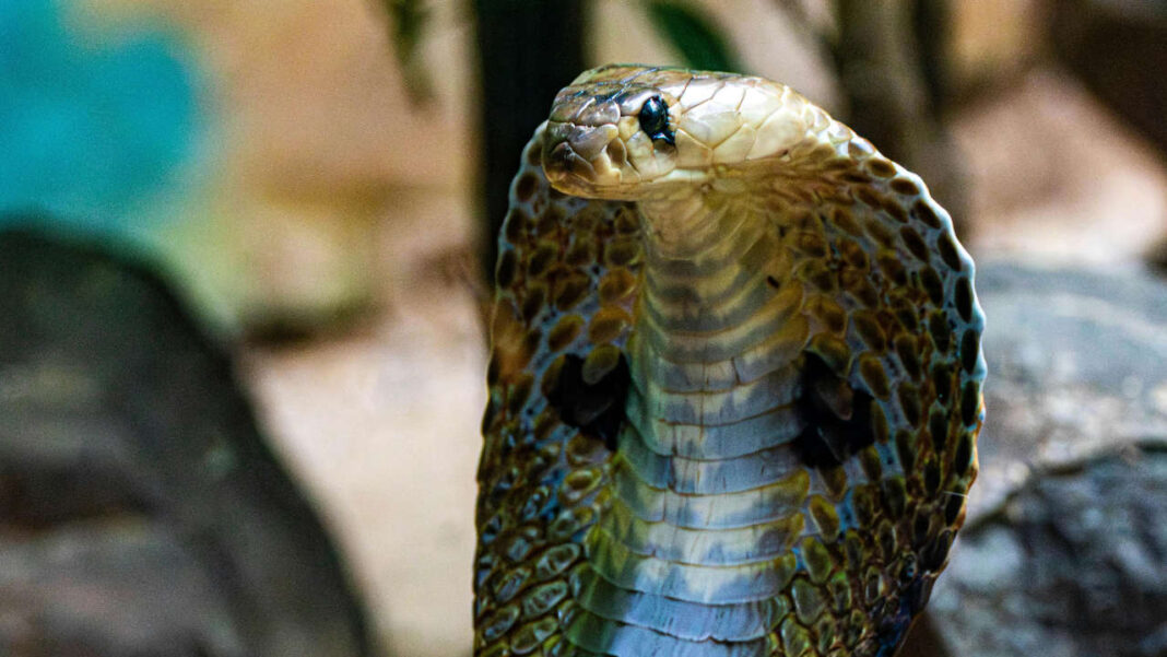 Deadly Illusion: Tourist Killed During Snake-Charming Show in Egypt Resort Deadly Illusion: Tourist Killed During Snake-Charming Show in Egypt Resort