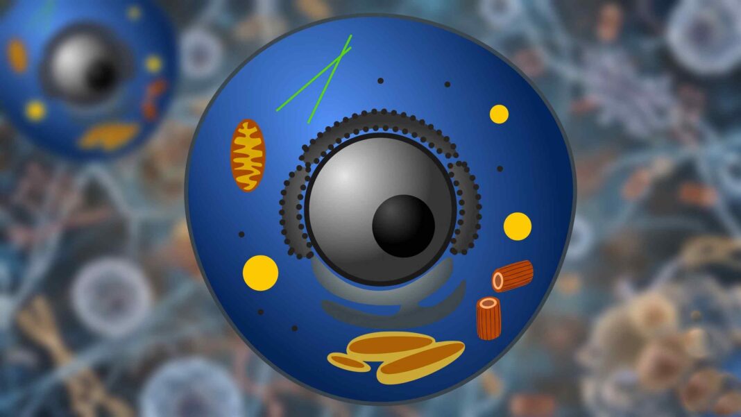 Why Timing Matters in Biology: Scientists Uncover How Cells Respond to Mechanical Stress Why Timing Matters in Biology: Scientists Uncover How Cells Respond to Mechanical Stress