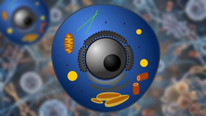 Why Timing Matters in Biology: Scientists Uncover How Cells Respond to Mechanical Stress