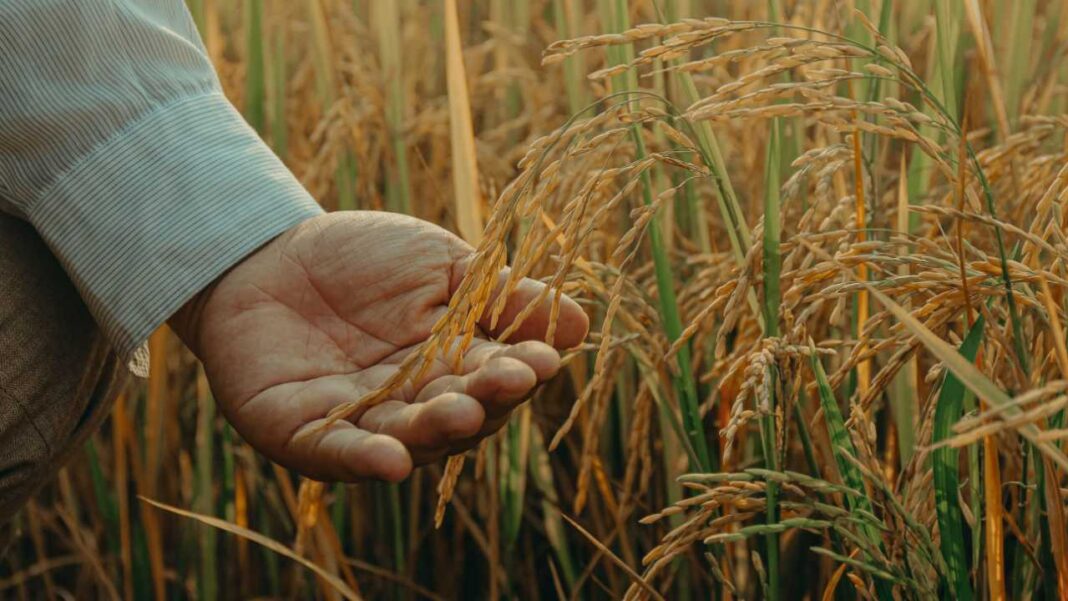 The Surprising Soil Fungus That Could Boost Rice Yields Naturally The Surprising Soil Fungus That Could Boost Rice Yields Naturally