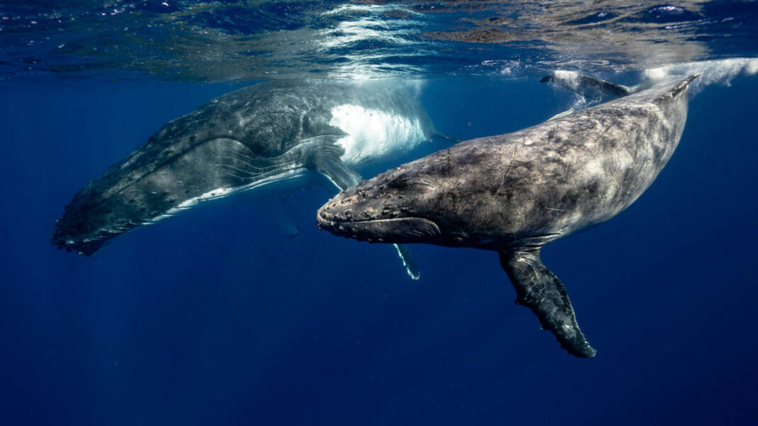 Scientists Use Single Whale Call to Unlock Years of Ocean Data Scientists Use Single Whale Call to Unlock Years of Ocean Data