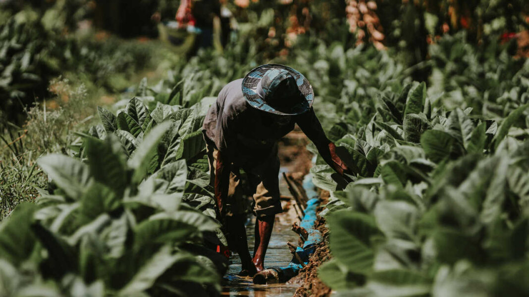 From Fragile Islands to Climate Frontiers: How Solomon Islands Is Rewriting the Future of Farming and Environmental Stewardship From Fragile Islands to Climate Frontiers: How Solomon Islands Is Rewriting the Future of Farming and Environmental Stewardship