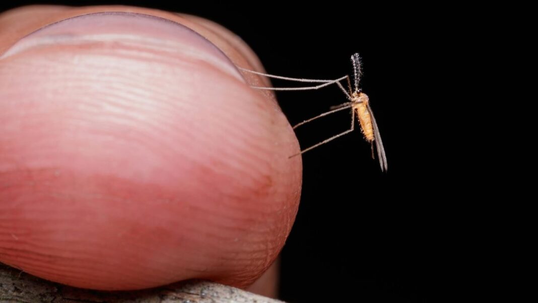 Could Malaria Research Hold the Key to Male Infertility? Could Malaria Research Hold the Key to Male Infertility?