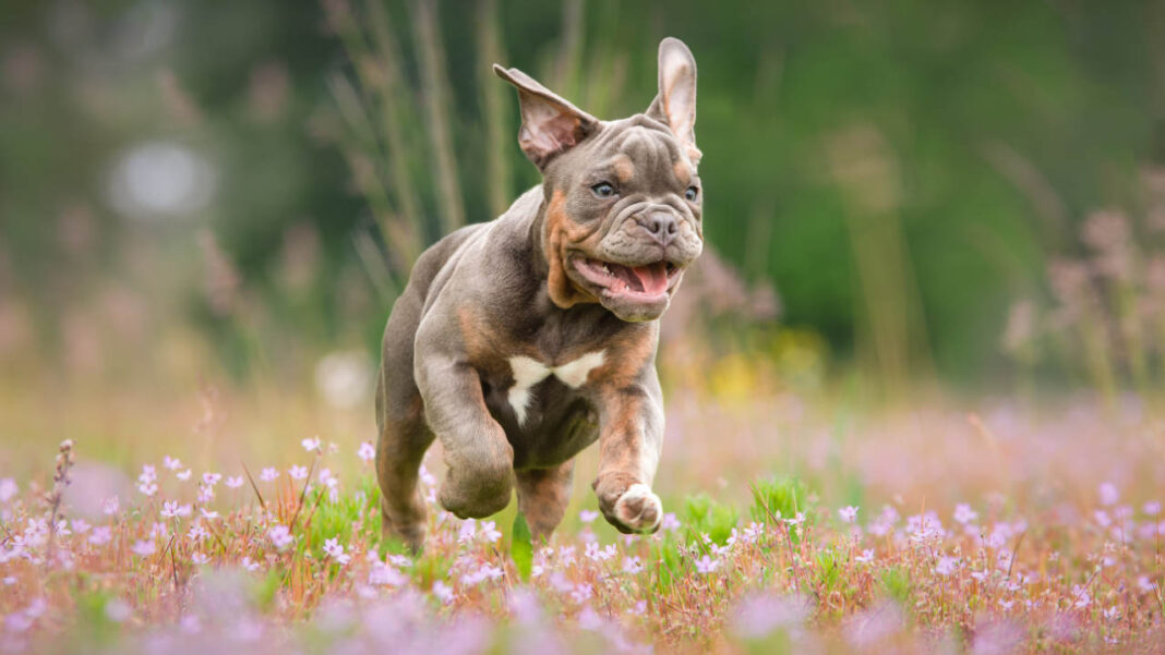 Can an Injection Fix Breathing Issues in Pugs and Bulldogs? Can an Injection Fix Breathing Issues in Pugs and Bulldogs?