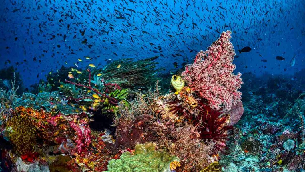Scientists uncover hidden value and secrets within Pacific coral reefs Scientists uncover hidden value and secrets within Pacific coral reefs