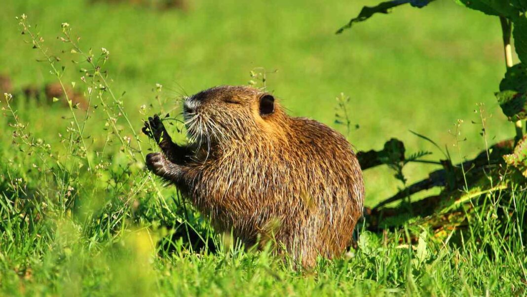 Commonwealth Highlights Need for United Action to Protect Nature