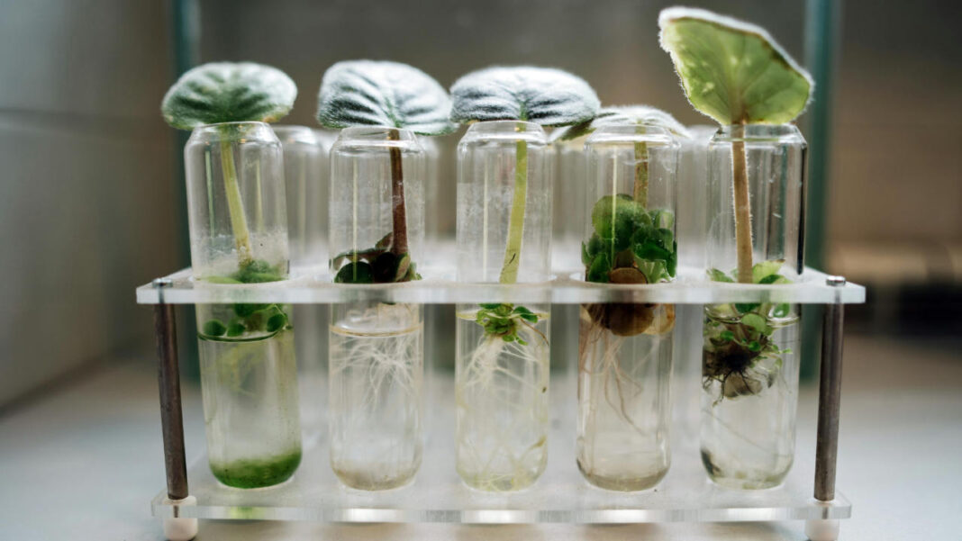 What Makes Plants Grow Faster in Early Stages? Scientists Find the Answer What Makes Plants Grow Faster in Early Stages? Scientists Find the Answer