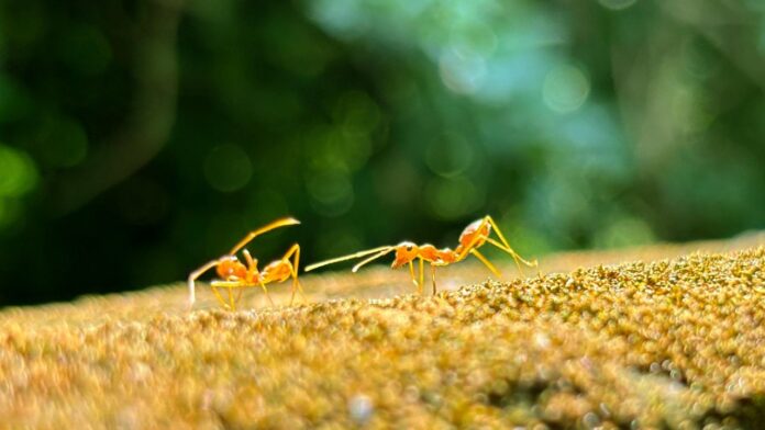 Scientists Find Wasps Are Changing Ancient Ant-Plant Relationship