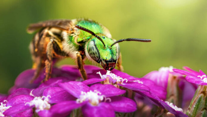Scientists stunned as ‘chameleon’ bees change colour with the weather