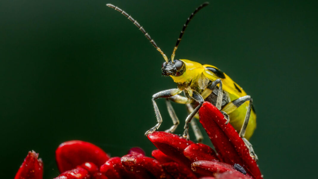 The Disappearing Insects Crisis Could Reduce the Nutrition in Your Everyday Food The Disappearing Insects Crisis Could Reduce the Nutrition in Your Everyday Food