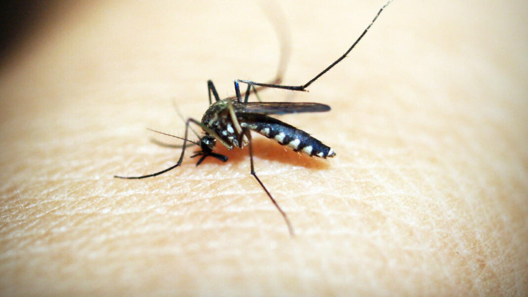 Seventeen Cases and Rising: Is South Efate Facing the Start of a Bigger Dengue Threat? Seventeen Cases and Rising: Is South Efate Facing the Start of a Bigger Dengue Threat?