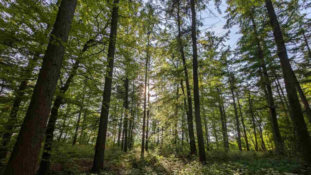 Can Destroying Part of a Forest Save the Rest? Kenya’s Bold Plan Divides the Nation Can Destroying Part of a Forest Save the Rest? Kenya's Bold Plan Divides the Nation