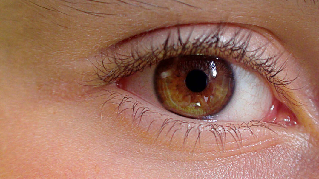 Scientists Unlock Genetic Blueprint of the Eye, Offering Hope for Personalized Vision Therapies Scientists Unlock Genetic Blueprint of the Eye, Offering Hope for Personalized Vision Therapies