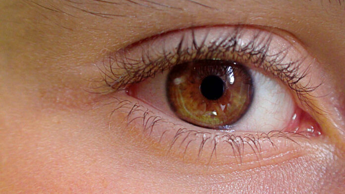 Scientists Unlock Genetic Blueprint of the Eye, Offering Hope for Personalized Vision Therapies