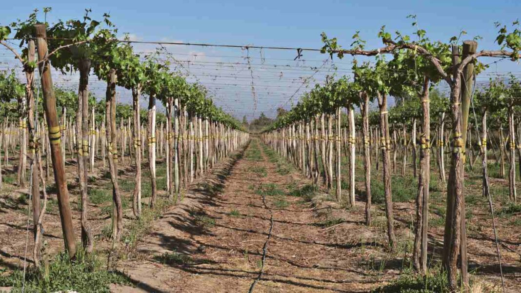 Can Wine Survive Climate Change? Cornell Study Reveals 3 Survival Strategies Can Wine Survive Climate Change? Cornell Study Reveals 3 Survival Strategies