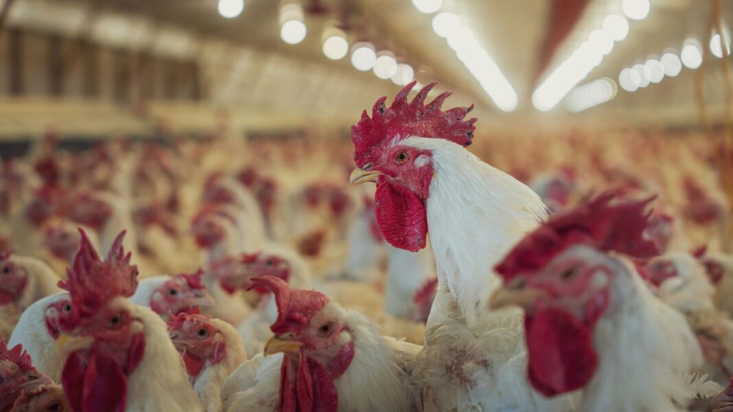 Could Leftover Wine Help Reduce Antibiotic Use on Chicken Farms?