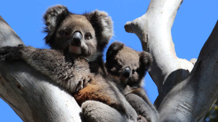 What Caused the Koala Population Crash Before Humans Existed?