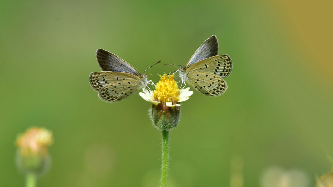 Study Finds Tropical Butterflies Adjust Mating Behavior to Cope with Seasonal Extremes Study Finds Tropical Butterflies Adjust Mating Behavior to Cope with Seasonal Extremes