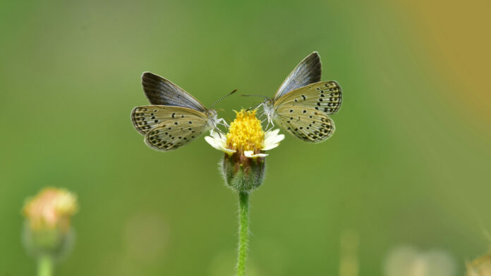 Study Finds Tropical Butterflies Adjust Mating Behavior to Cope with Seasonal Extremes