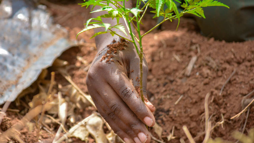 Nigeria’s Green Drive: The Fight to Protect Local Nature
