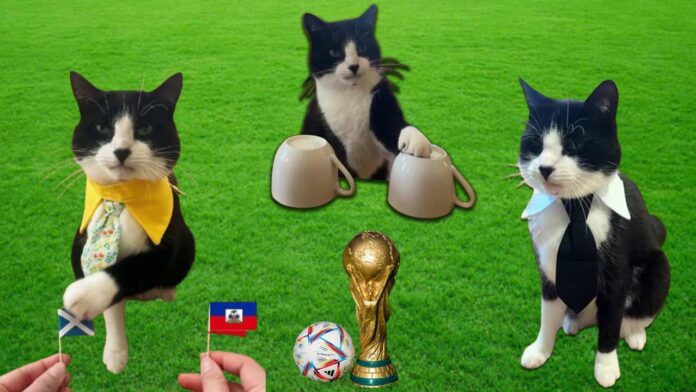 Meet Billy: The magical cat who accurately predicts the winners of the FIFA Football World Cup matches!