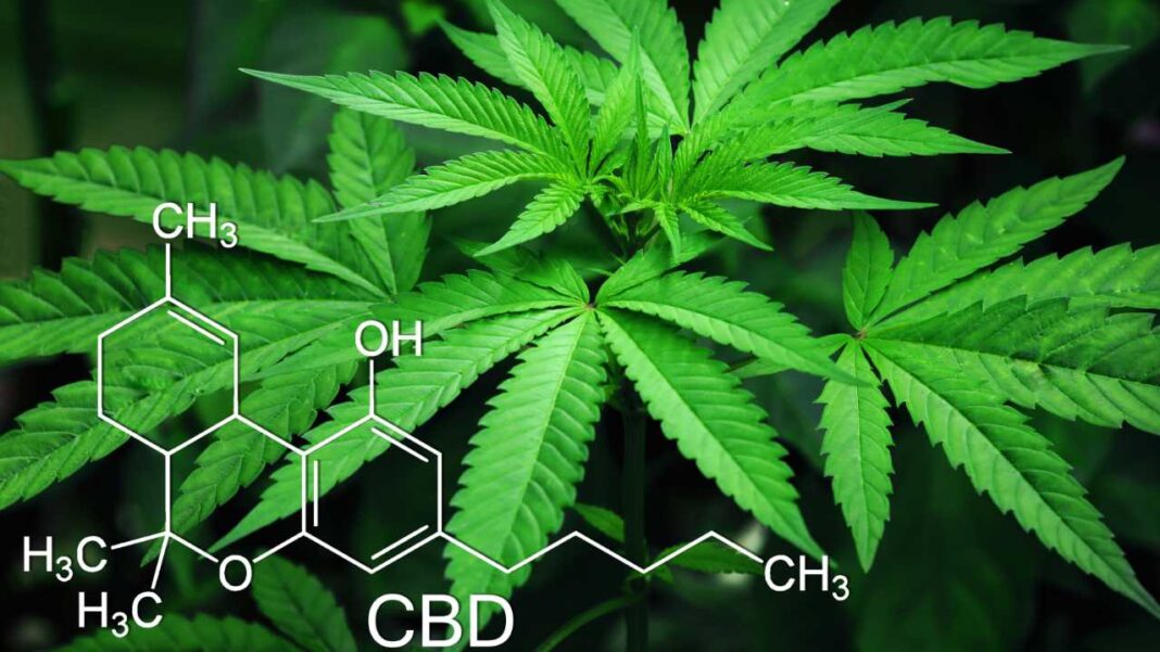Study Finds Medicinal Cannabis Compound Could Expand Treatment Options for Drug-Resistant Childhood Epilepsy Study Finds Medicinal Cannabis Compound Could Expand Treatment Options for Drug-Resistant Childhood Epilepsy