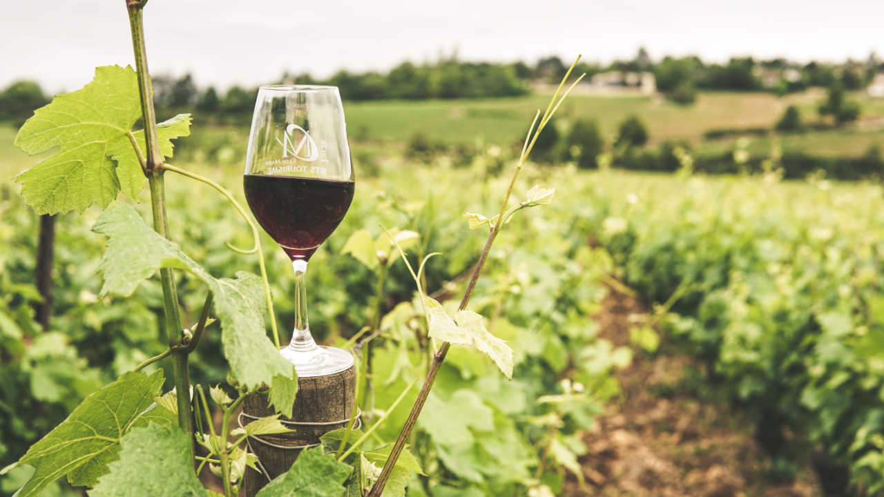 Canada-U.S. Trade War Hits Wine Industry as California Producers Push for End to Alcohol Boycott
