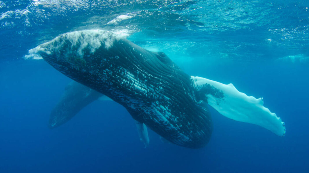 Toxic ‘Forever Chemicals’ Are Building Up in Dolphins and Whales Globally Toxic ‘Forever Chemicals’ Are Building Up in Dolphins and Whales Globally