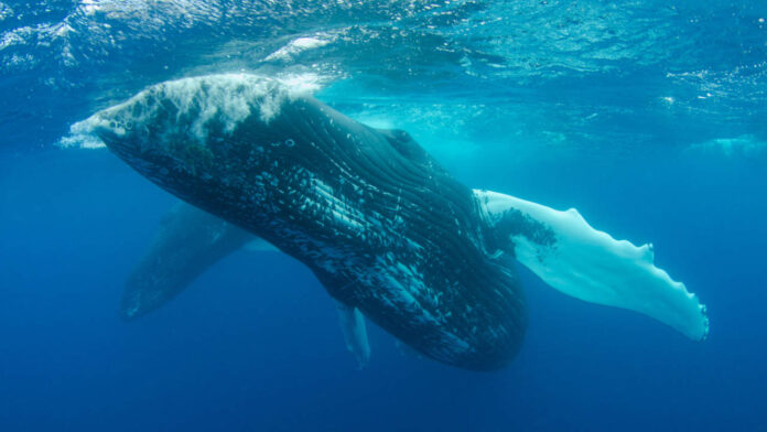 Toxic ‘Forever Chemicals’ Are Building Up in Dolphins and Whales Globally