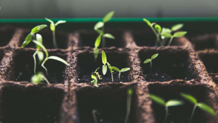 Plants May Soon Have Their Own Health Trackers