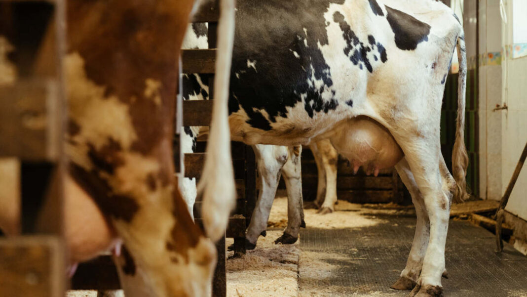 How Rising Temperatures Are Affecting Milk Quality and Supply