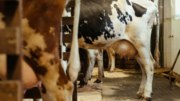 How Rising Temperatures Are Affecting Milk Quality and Supply