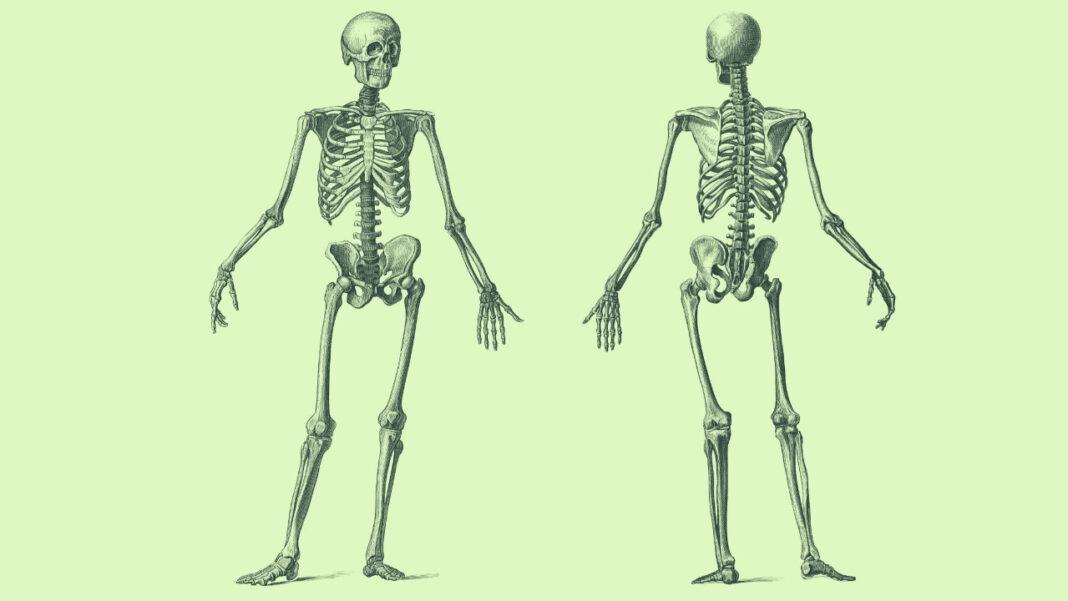 Scientists Map Bone Health Genes at Unprecedented Scale, Revealing New Targets for Osteoporosis Treatments