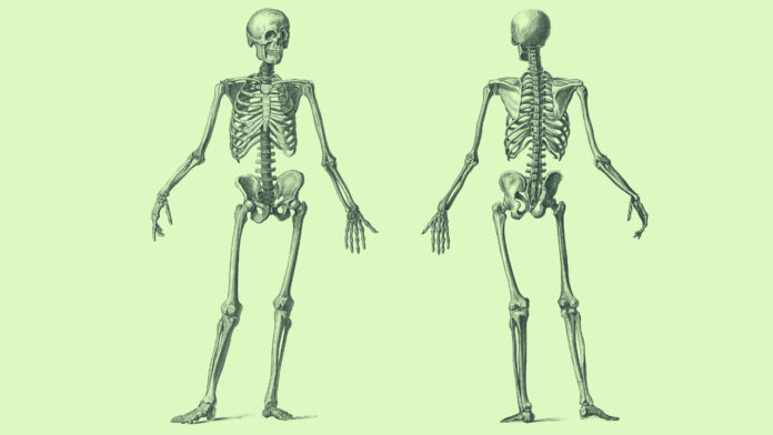 Scientists Map Bone Health Genes at Unprecedented Scale, Revealing New Targets for Osteoporosis Treatments