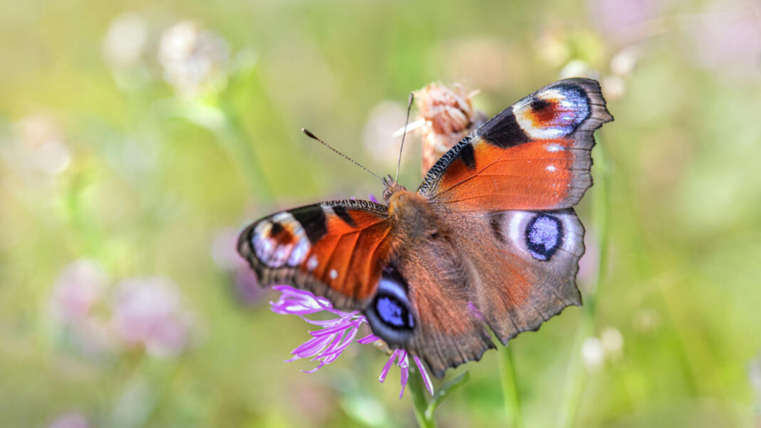 Why This Butterfly Lives Three Times Longer Than Other Species Why This Butterfly Lives Three Times Longer Than Other Species