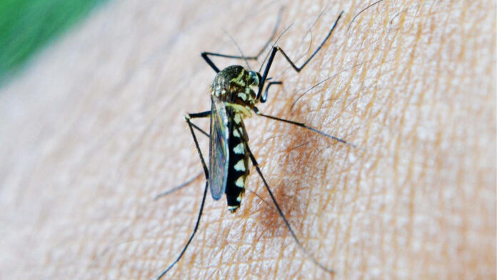 New Malaria Drug Candidate MMV367 Shows Rapid Parasite Killing and Hope Against Drug Resistance