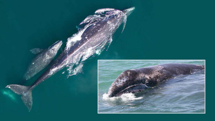 Pacific Grey Whale Population Plunges as Climate Change Drives Catastrophic Decline