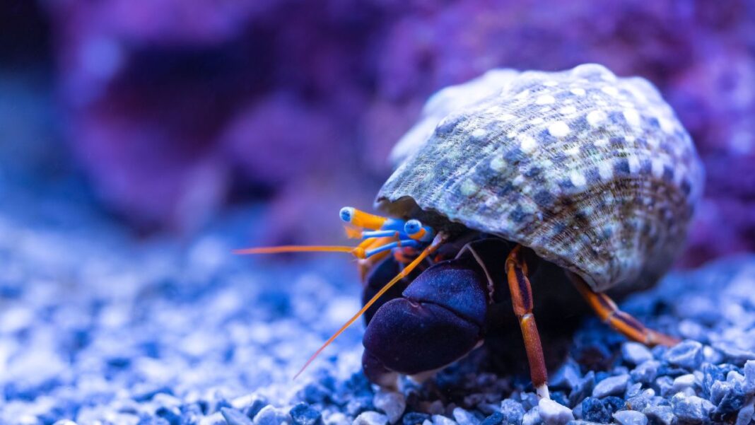 What Do Hermit Crabs Do When Their Shell Gets Too Small? What Do Hermit Crabs Do When Their Shell Gets Too Small?