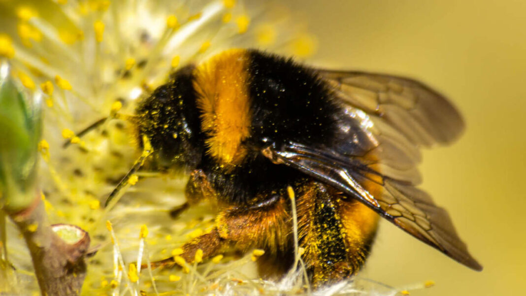 Bumblebees May Be Taking in Far More Toxic Metal Than Honeybees Bumblebees May Be Taking in Far More Toxic Metal Than Honeybees