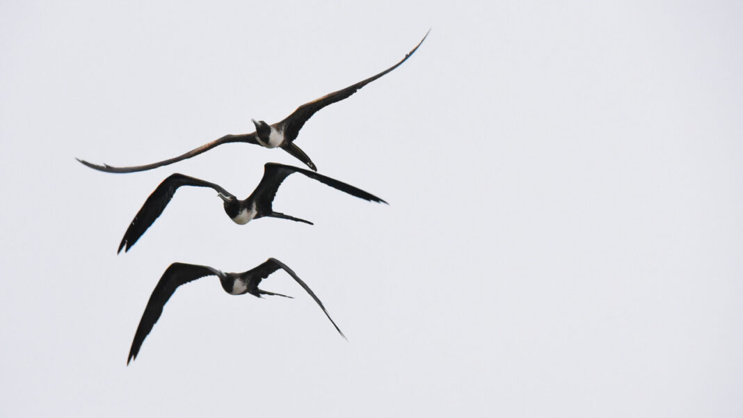 Ancient Flying Reptiles Had More Wing Types Than We Knew, Says New Research Ancient Flying Reptiles Had More Wing Types Than We Knew, Says New Research