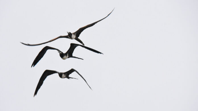 Ancient Flying Reptiles Had More Wing Types Than We Knew, Says New Research