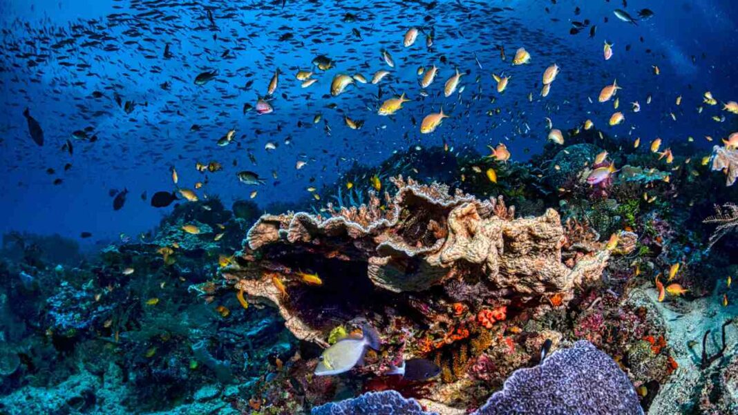 Can Coral Reefs Survive Climate Change? New Research Offers Fresh Clues