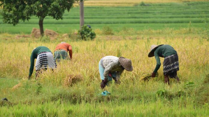 Nigeria's US$500 Million Agriculture Fund Aims to Strengthen Food Systems and Rural Livelihoods