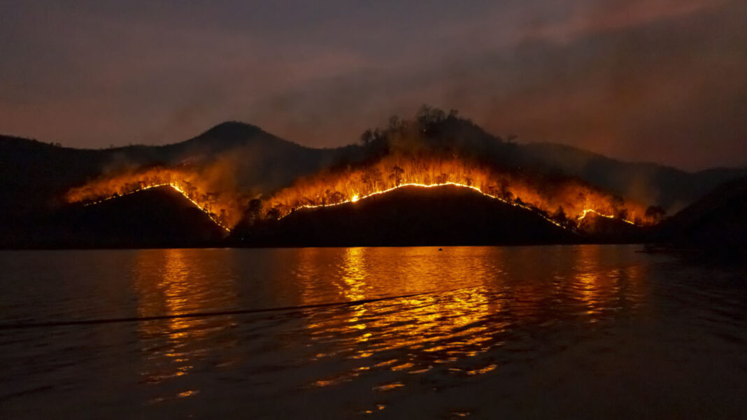 Canada’s Record Wildfires Made Dozens of New York Bird Species Harder to Detect, Study Reveals
