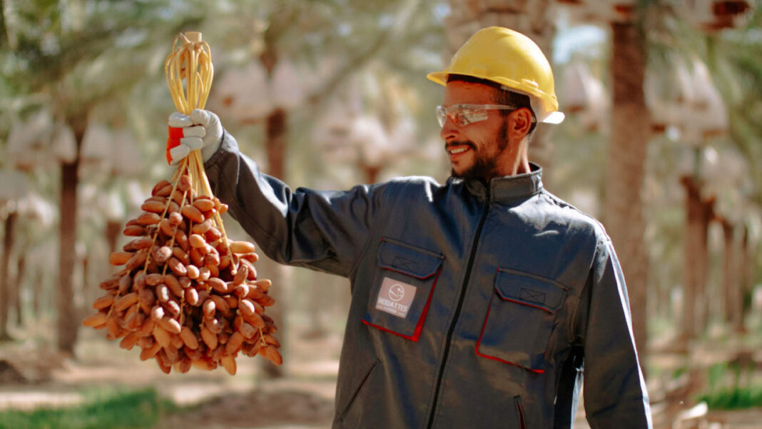 From Desert Sands to 150 Date Varieties: Inside the UAE’s Remarkable Harvest Season From Desert Sands to 150 Date Varieties: Inside the UAE's Remarkable Harvest Season