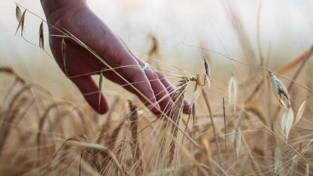 El Niño Threatens Asia’s Harvests as Heat and Drought Intensify El Niño Threatens Asia’s Harvests as Heat and Drought Intensify