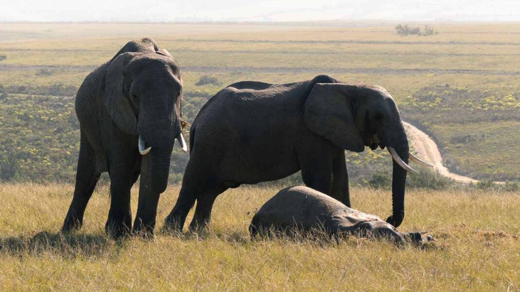 Mystery Illness Raises Alarm as Elephants Die in Kenya Mystery Illness Raises Alarm as Elephants Die in Kenya