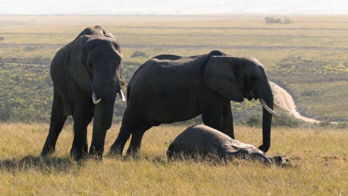 Mystery Illness Raises Alarm as Elephants Die in Kenya