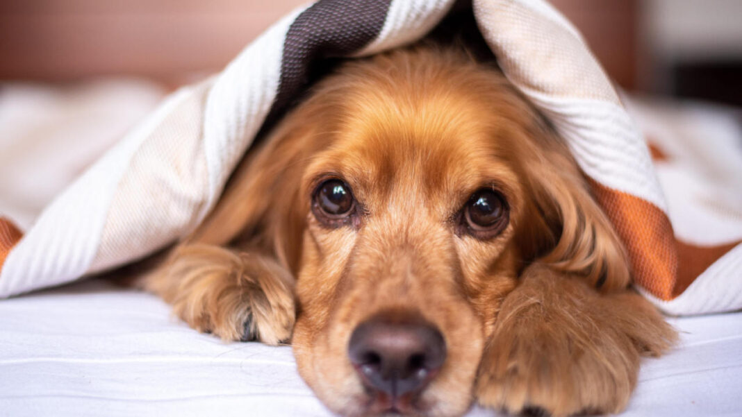 New Treatment Could Protect Dogs from Deadly Bee and Wasp Sting Allergic Reactions