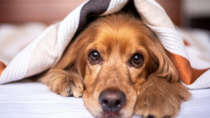New Treatment Could Protect Dogs from Deadly Bee and Wasp Sting Allergic Reactions